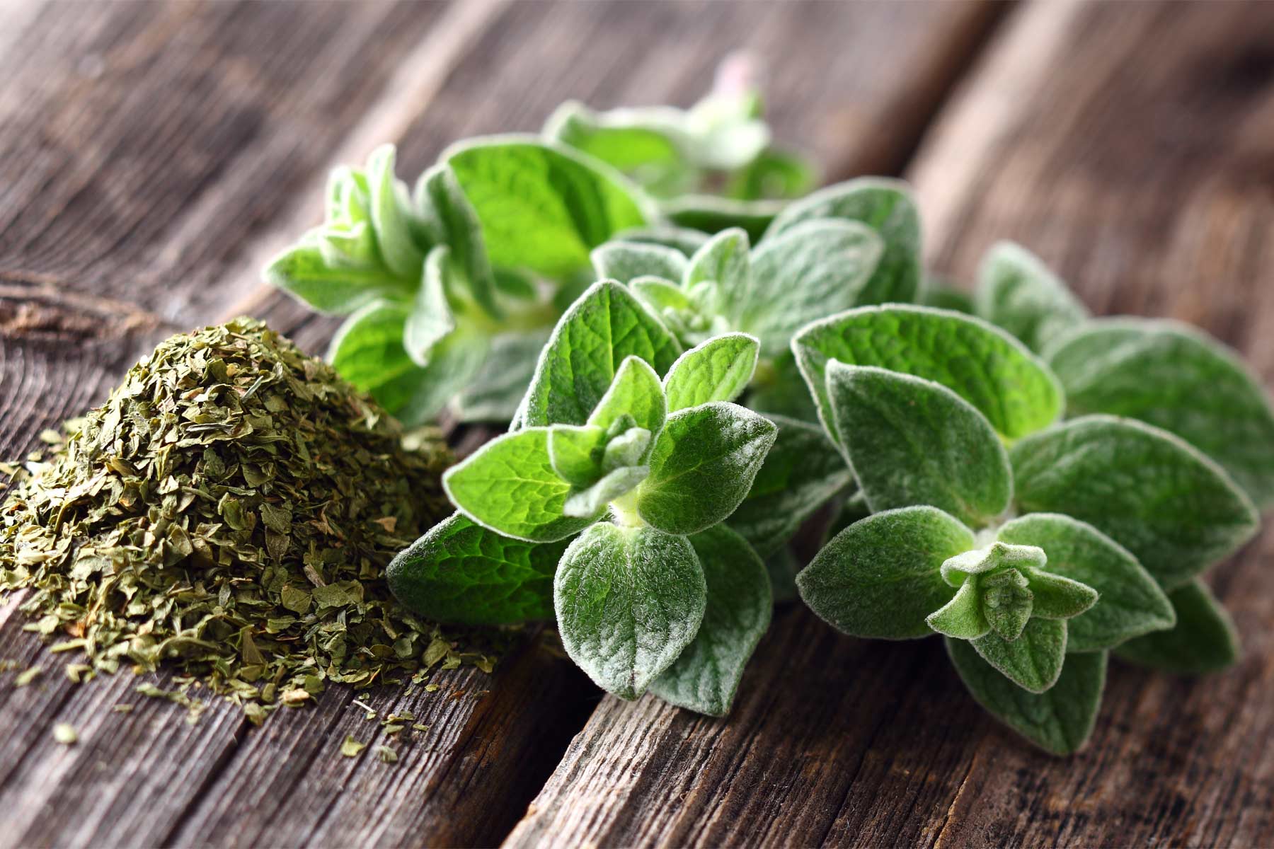 Oregano: The Pizza Spice with Amazing Health Benefits – Healing Gourmet pin