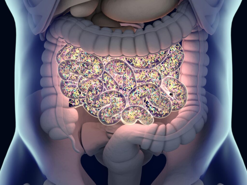 Feed Your Forgotten Organ for Better Health