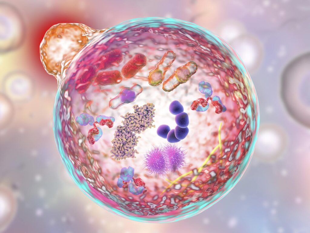 Autophagy – The REAL Detox Diet
