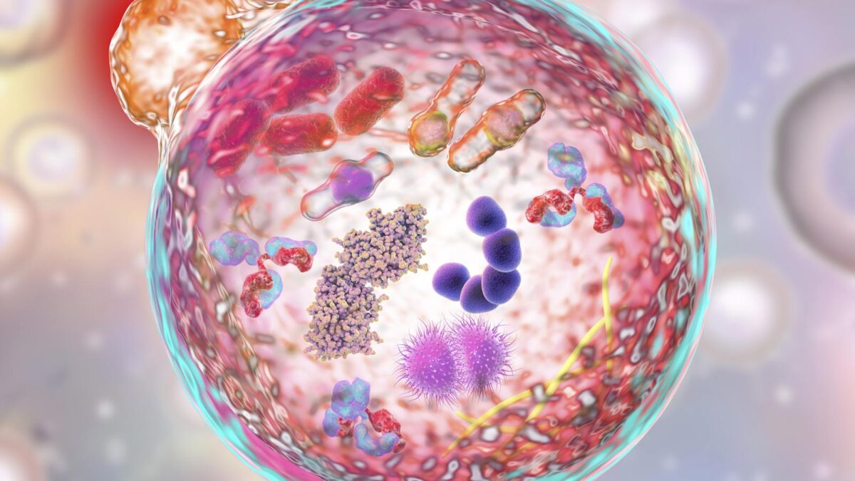 Autophagy – The REAL Detox Diet