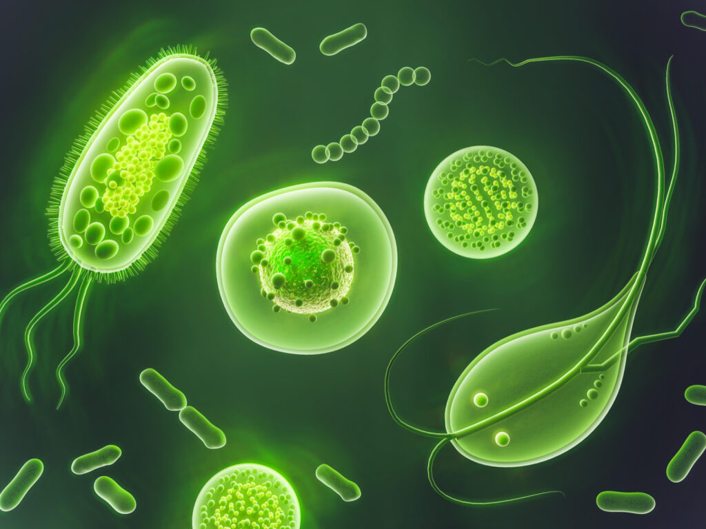 The Ketogenic Diet: A Powerful Ally Against Parasite Infections