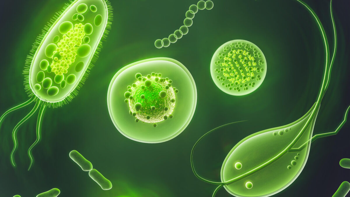The Ketogenic Diet: A Powerful Ally Against Parasite Infections
